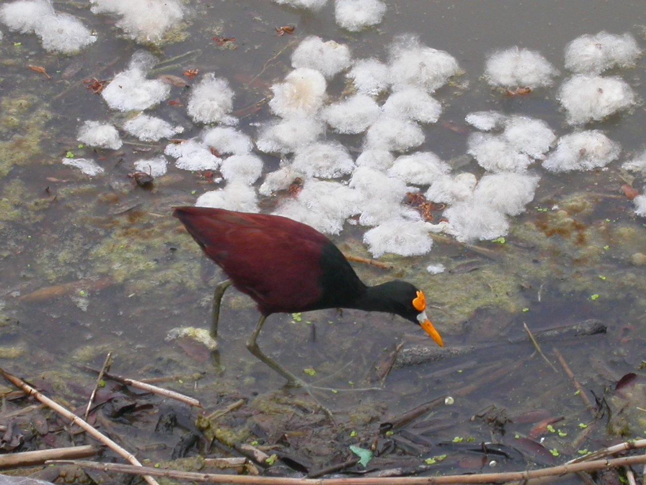 Jacana spinosa